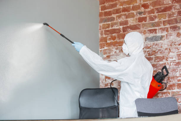 Reliable White Oak, TX Mold Removal Solutions
