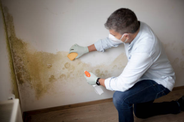 Reliable White Oak, TX Mold Removal Solutions