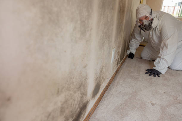 Best Mold Odor Removal Services  in White Oak, TX